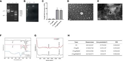 Mannose-modified erythrocyte membrane-encapsulated chitovanic nanoparticles as a DNA vaccine carrier against reticuloendothelial tissue hyperplasia virus